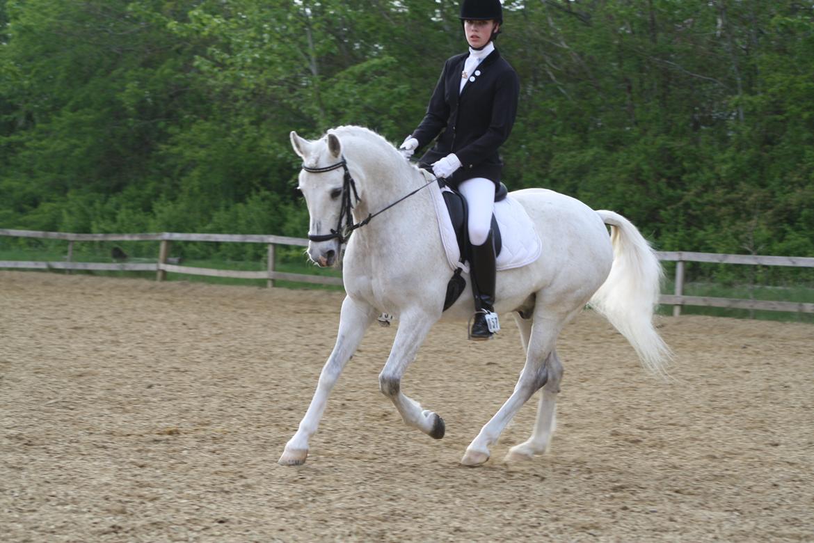 DSP Tovdal's Toby SOLGT - Ikast maj 2012 billede 1