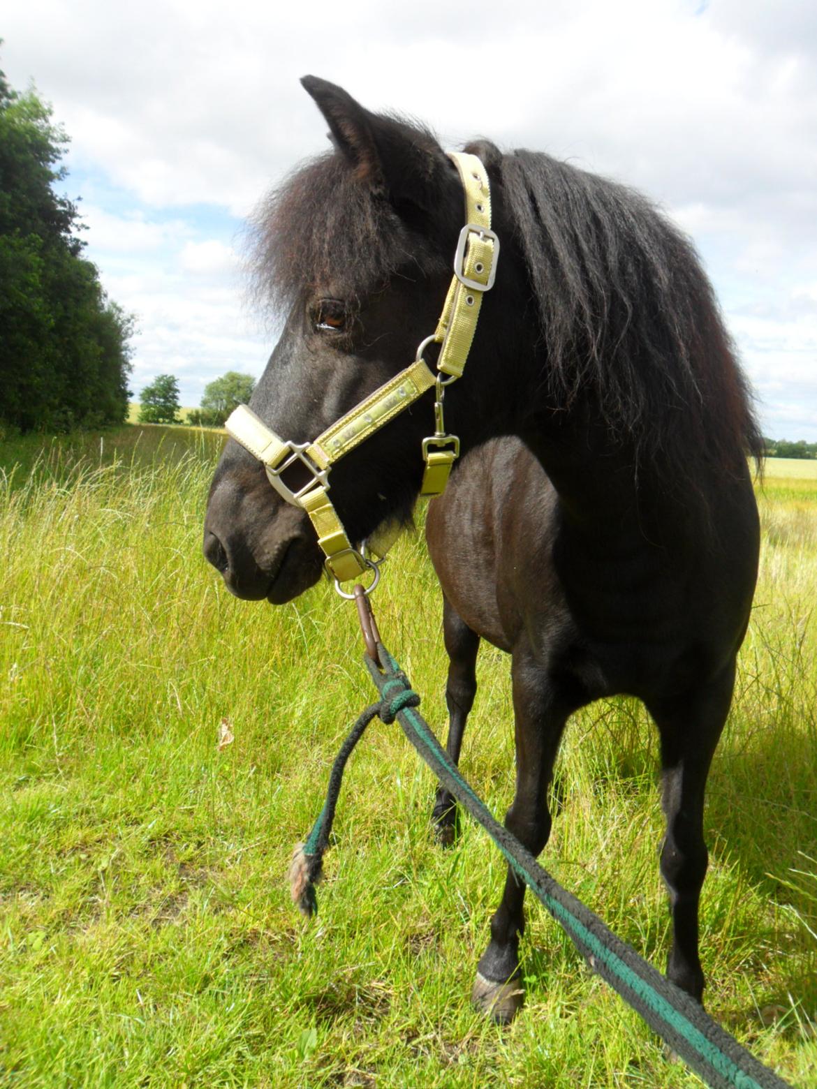 Anden særlig race Fie - Velkommen til Fie's profil  billede 1