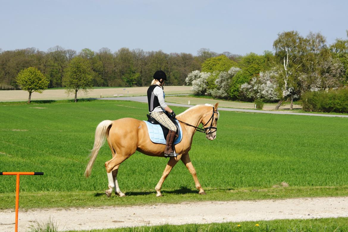 Palomino Gullibine Bint Maras (Litani) billede 12