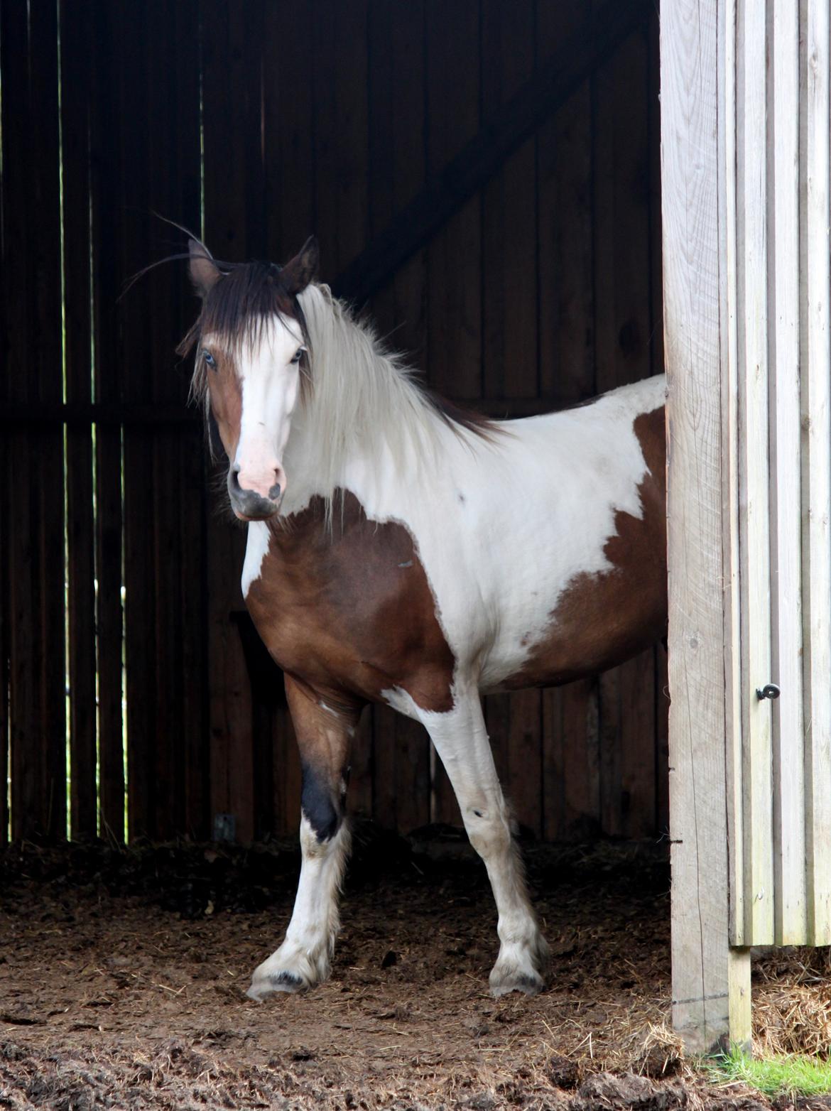 Irish Cob Crossbreed Palle billede 14