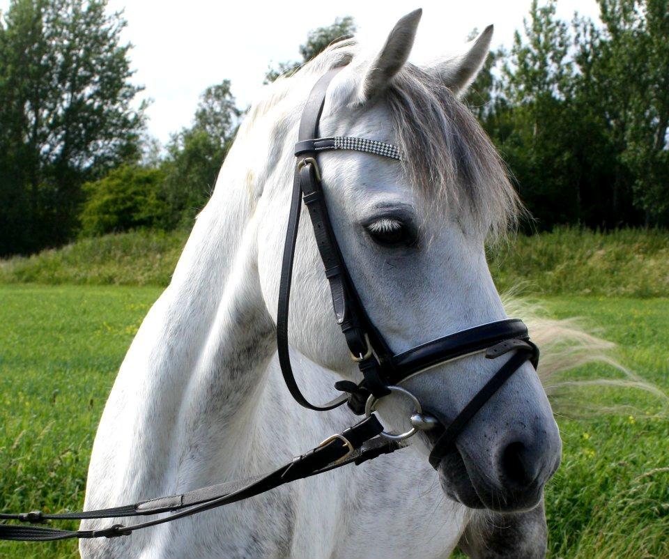 Welsh Pony (sec B) Oddens Pigatju S billede 1