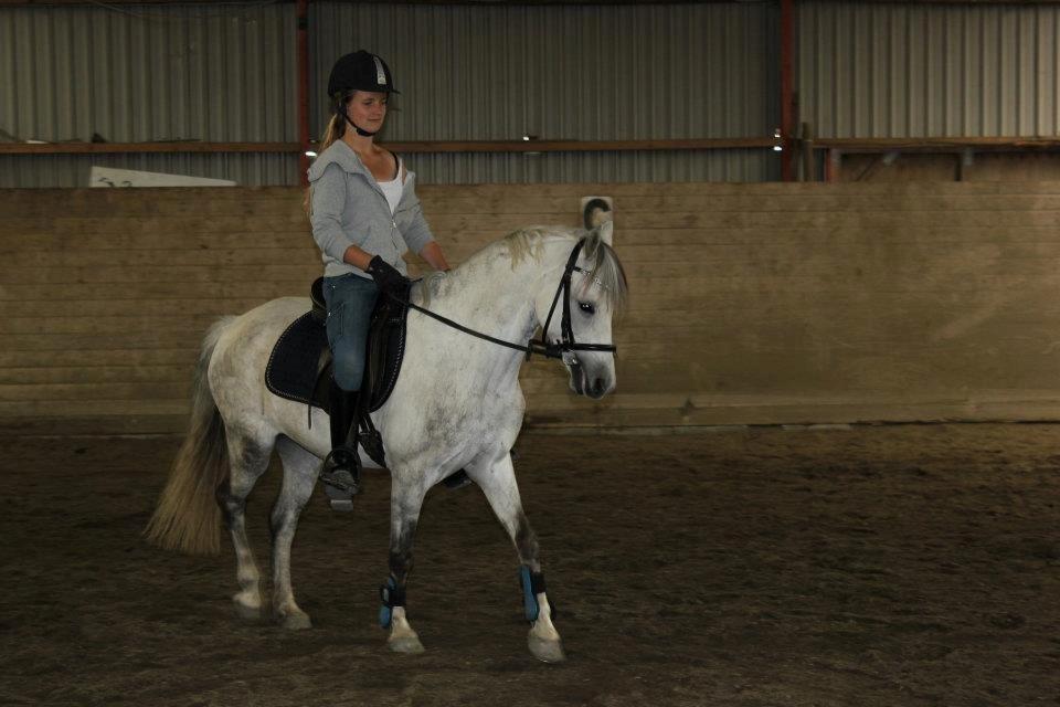 Welsh Pony (sec B) Oddens Pigatju S billede 2