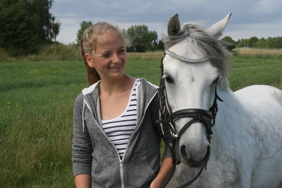 Welsh Pony (sec B) Oddens Pigatju S billede 3