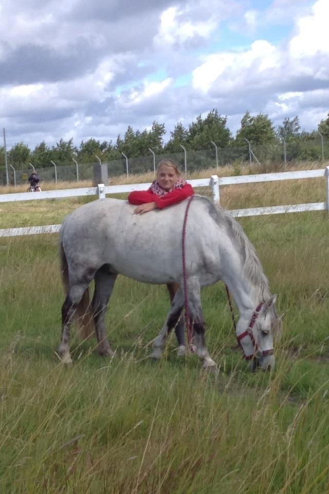 Welsh Pony (sec B) Oddens Pigatju S billede 4