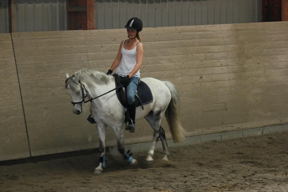 Welsh Pony (sec B) Oddens Pigatju S billede 5