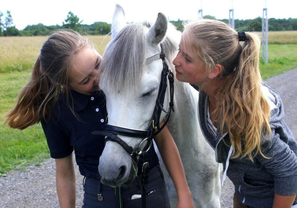 Welsh Pony (sec B) Oddens Pigatju S billede 6