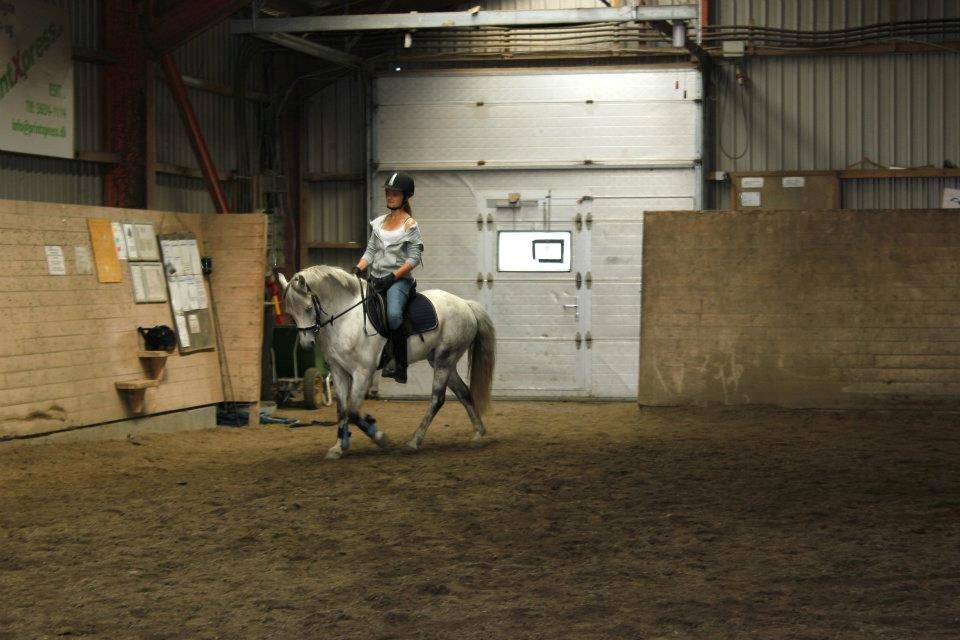 Welsh Pony (sec B) Oddens Pigatju S billede 7