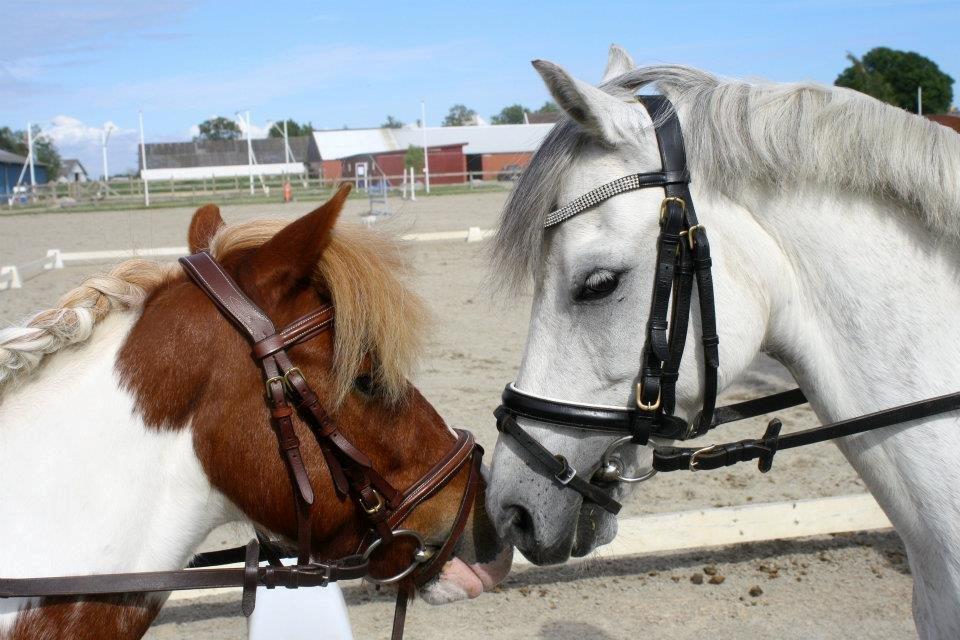 Welsh Pony (sec B) Oddens Pigatju S billede 8