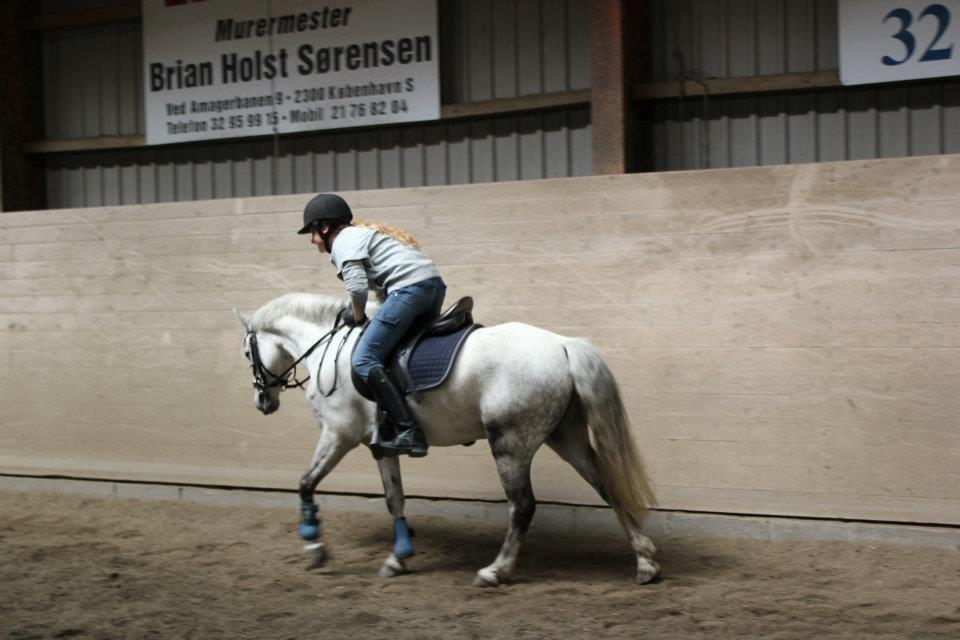 Welsh Pony (sec B) Oddens Pigatju S billede 9