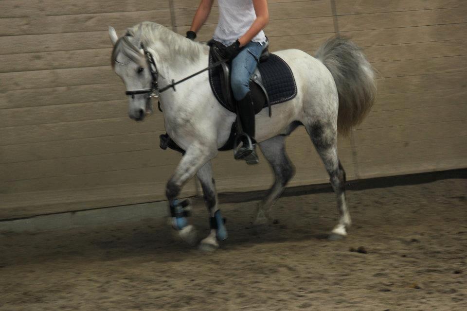 Welsh Pony (sec B) Oddens Pigatju S billede 10