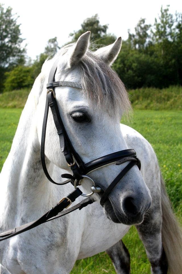 Welsh Pony (sec B) Oddens Pigatju S billede 11