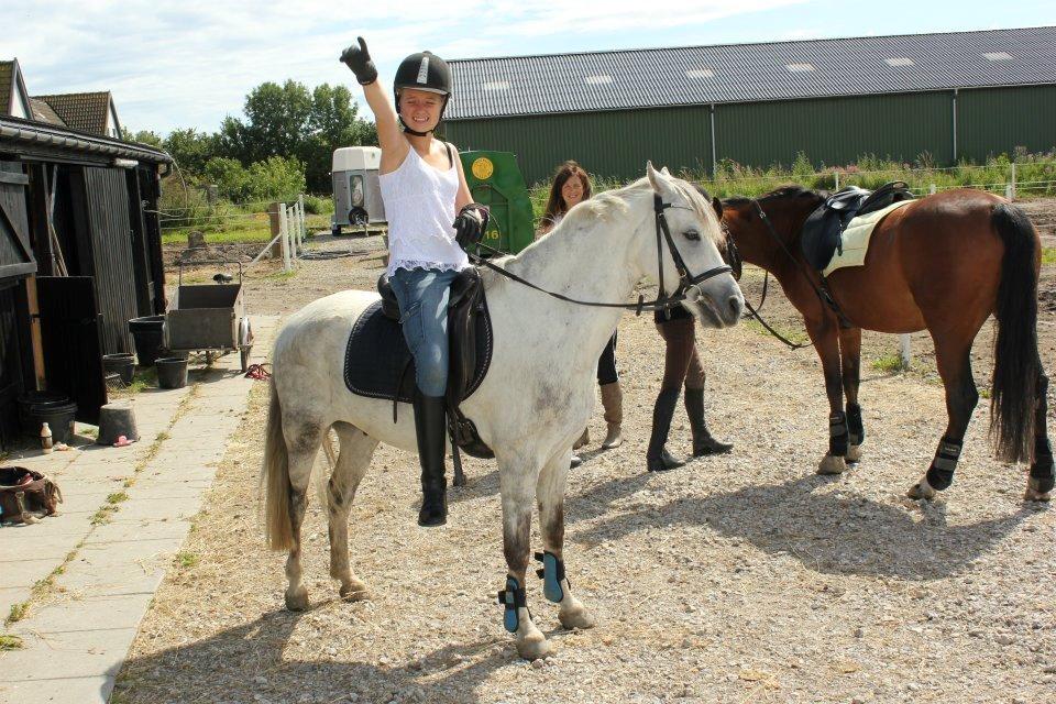 Welsh Pony (sec B) Oddens Pigatju S billede 12