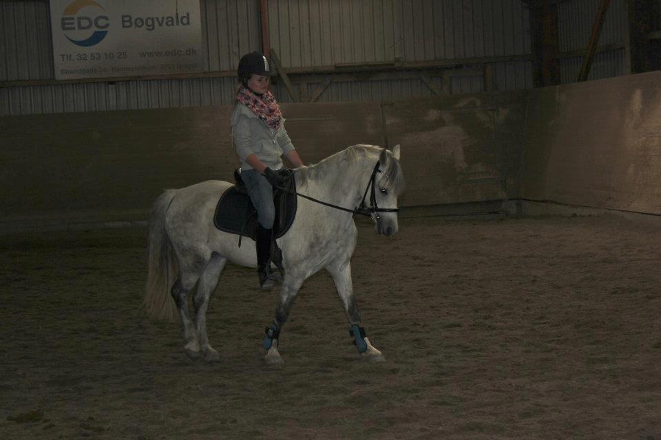 Welsh Pony (sec B) Oddens Pigatju S billede 13