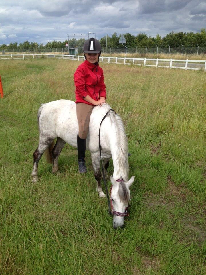 Welsh Pony (sec B) Oddens Pigatju S billede 14