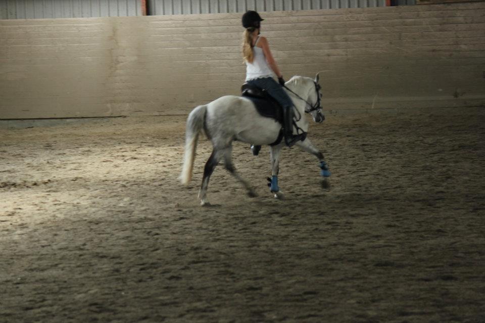 Welsh Pony (sec B) Oddens Pigatju S billede 15