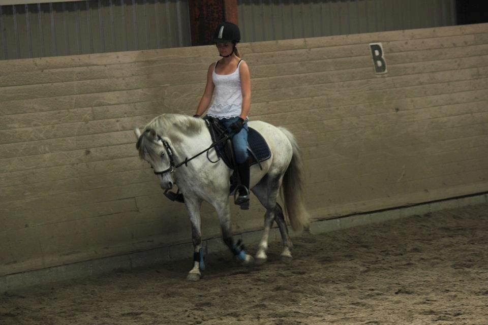 Welsh Pony (sec B) Oddens Pigatju S billede 16