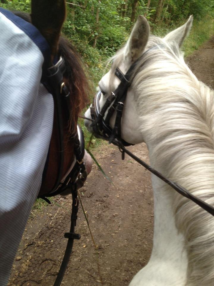 Welsh Pony (sec B) Oddens Pigatju S billede 17