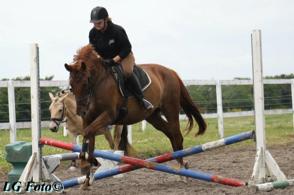 Palomino Yaspisgårds Enigma billede 3