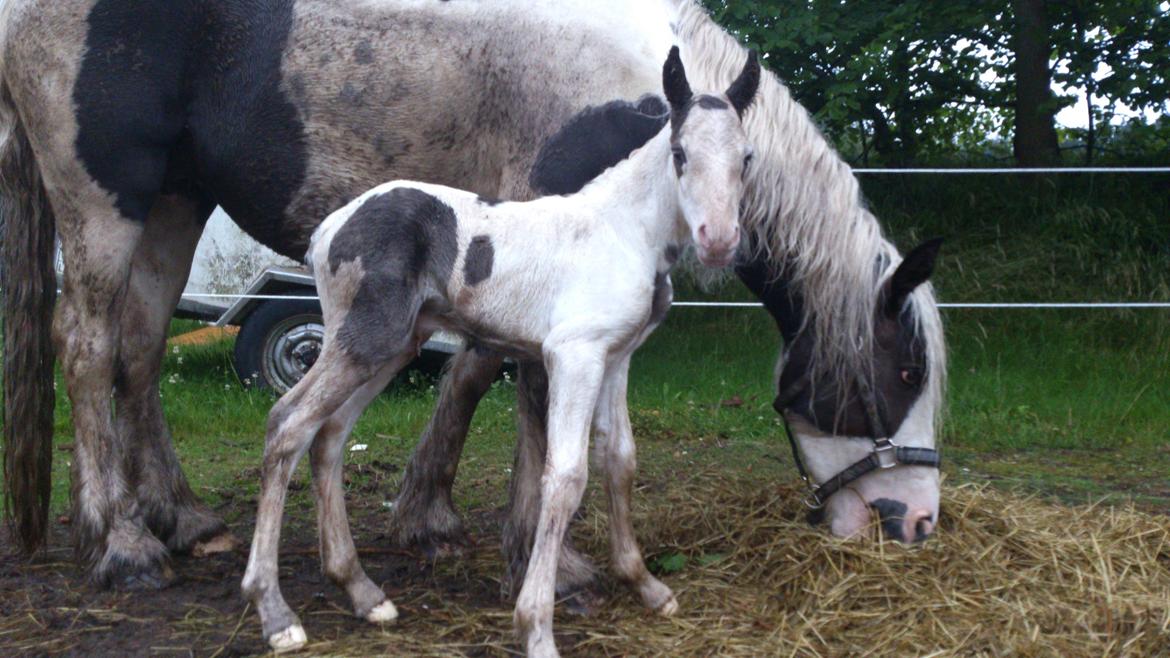 Tinker Thinggaard's Alijah - Nyfødt 10/7-2012 billede 2