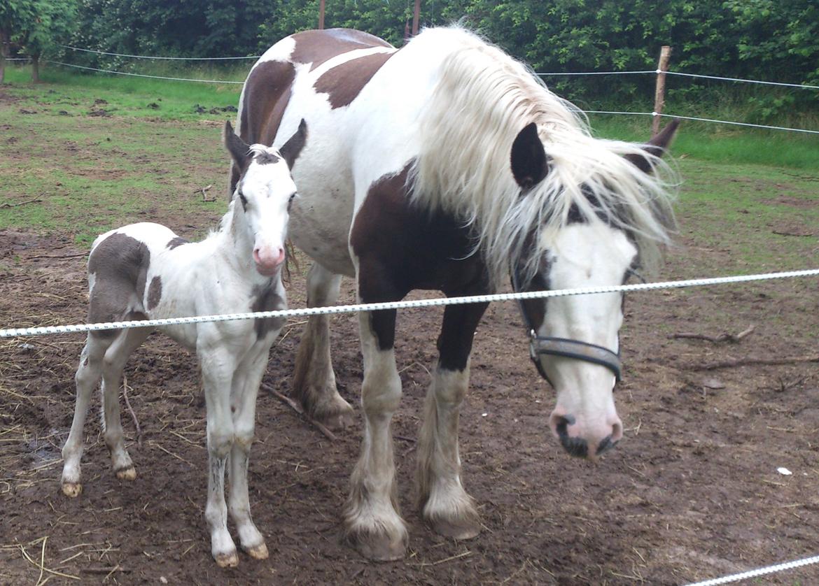 Tinker Thinggaard's Alijah - 10/7-2012 billede 3