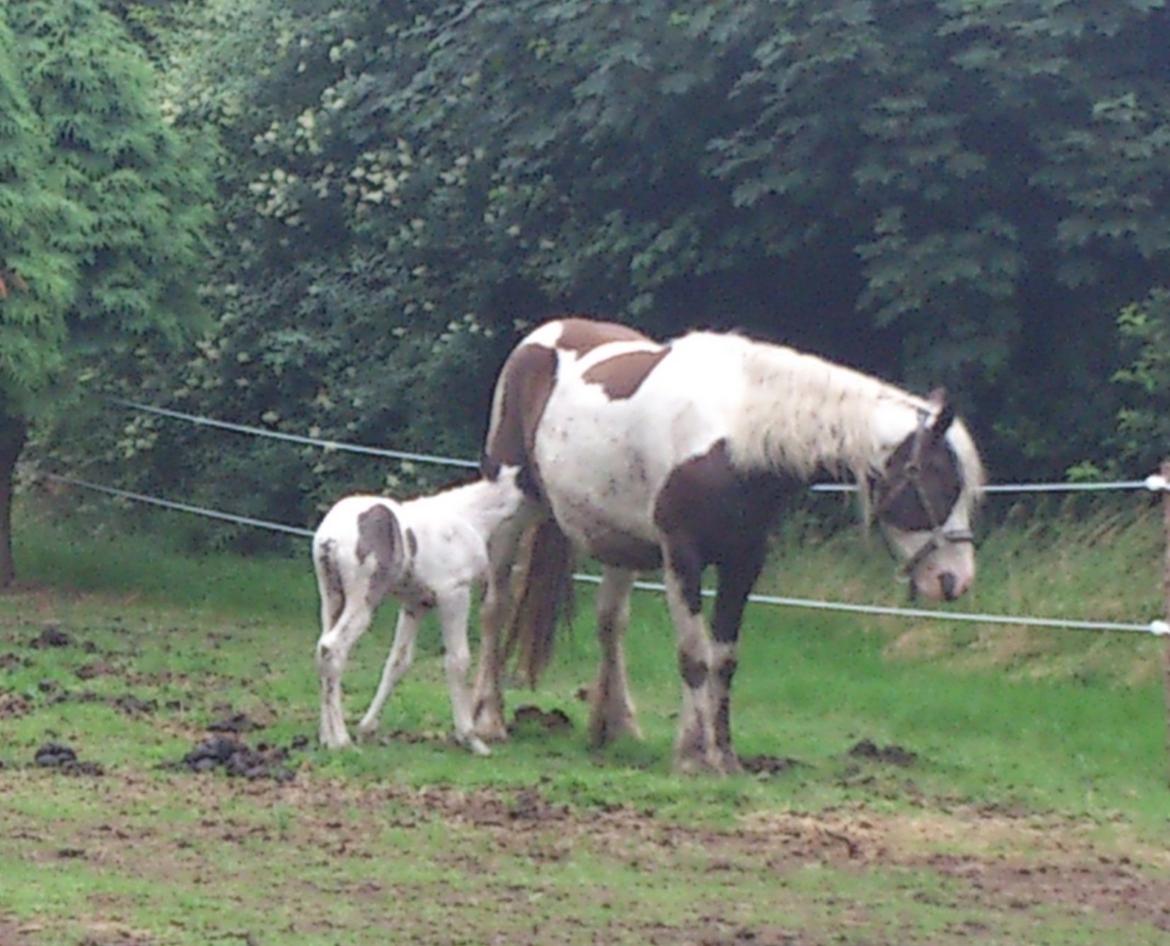 Tinker Thinggaard's Alijah - 10/7-2012 billede 4