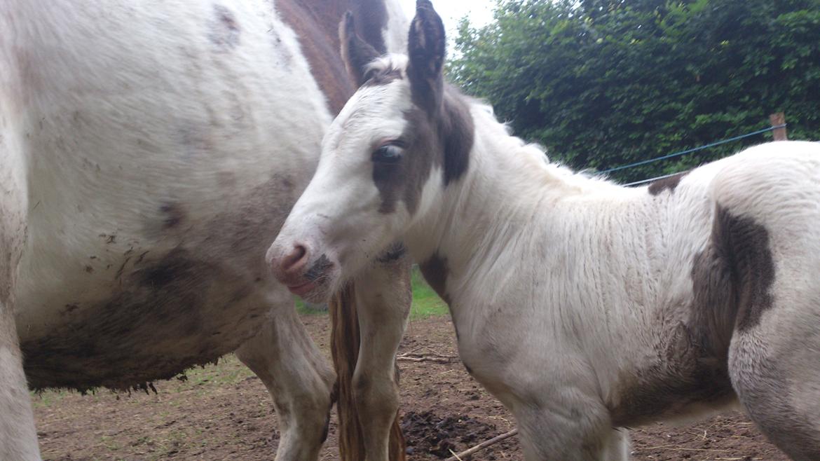 Tinker Thinggaard's Alijah - 10/7-2012 billede 5