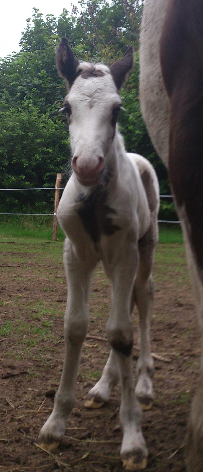 Tinker Thinggaard's Alijah - 10/7-2012 billede 6