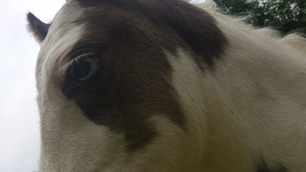 Tinker Thinggaard's Alijah - 10/7-2012 billede 7