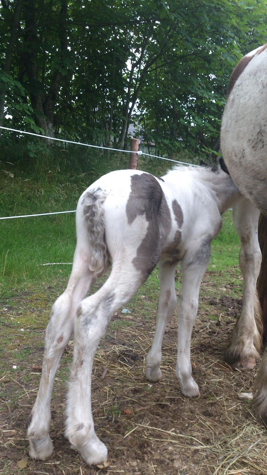 Tinker Thinggaard's Alijah - 10/7-2012 billede 8