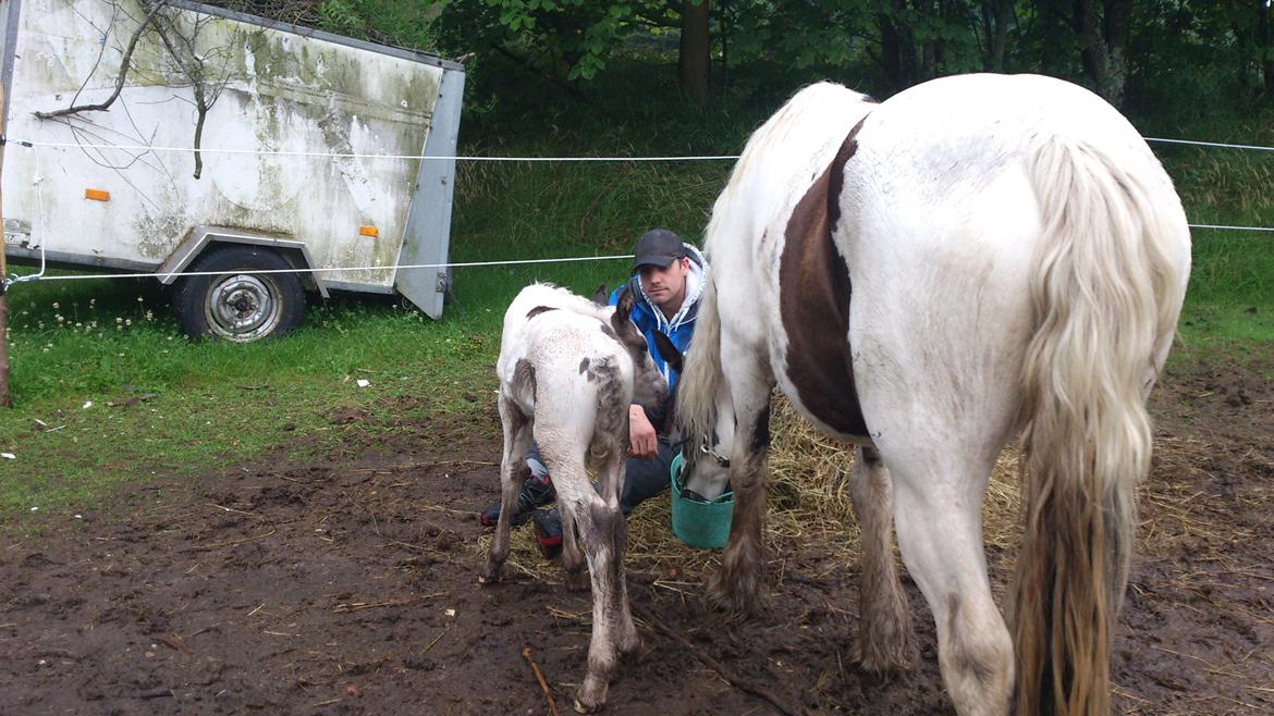 Tinker Thinggaard's Alijah - 10/7-2012 billede 9