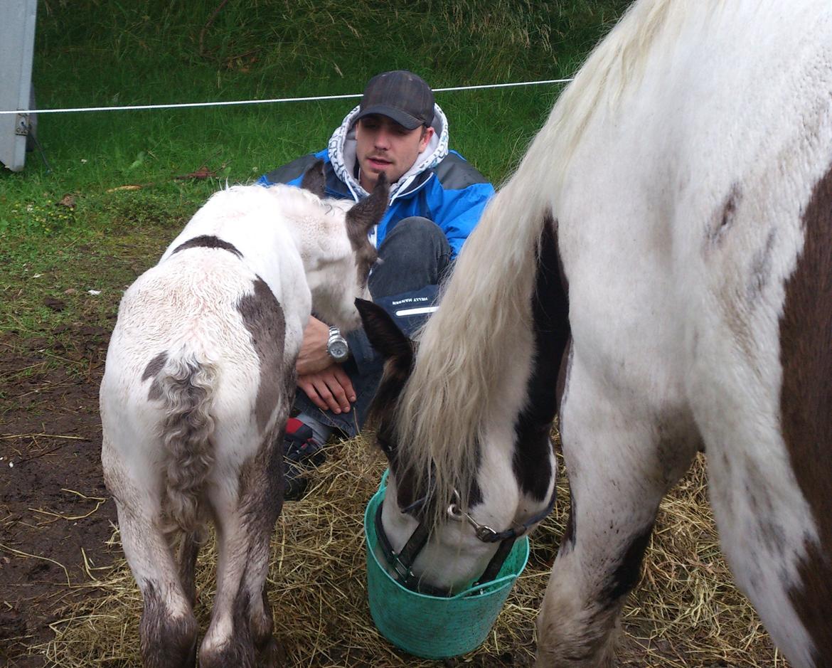 Tinker Thinggaard's Alijah - 10/7-2012 billede 10