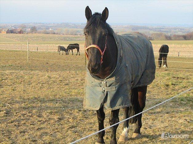 Oldenborg Mandor Vaseskov billede 5