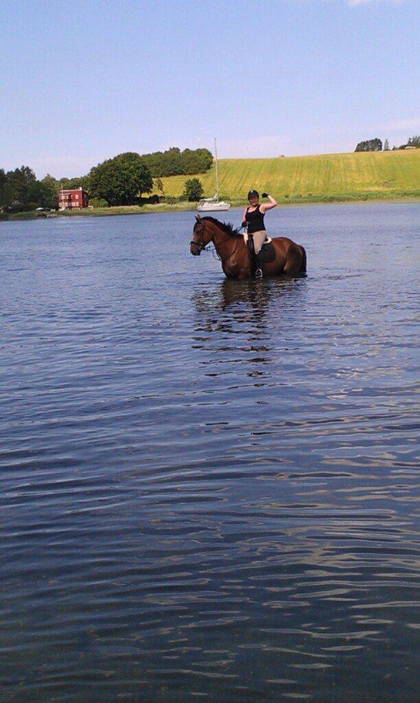 Dansk Varmblod Don Lou (Nando) billede 14