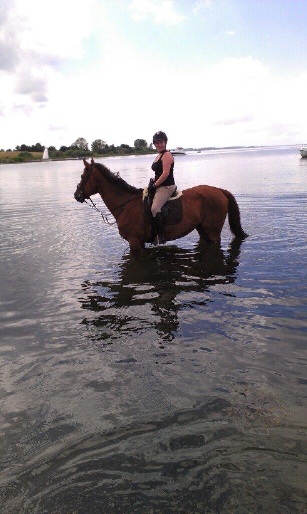 Dansk Varmblod Don Lou (Nando) billede 15