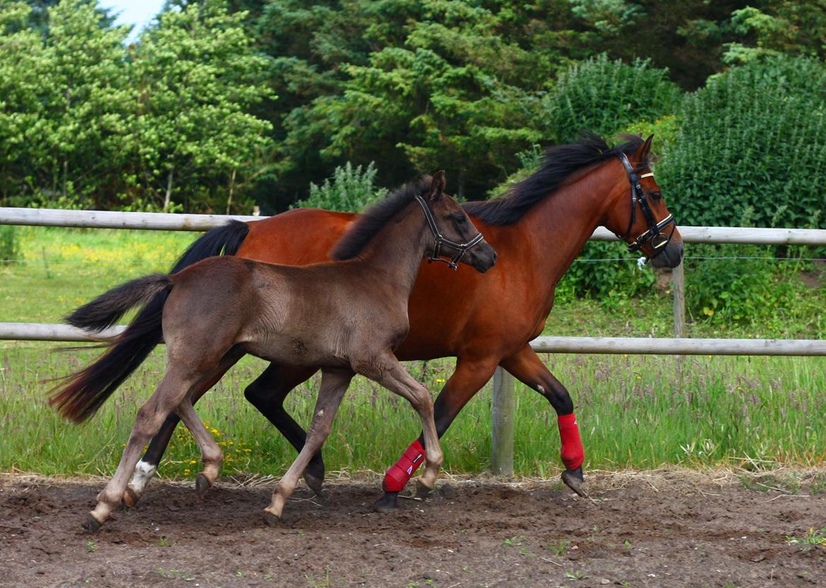 New Forest Calandias Blackjack billede 2