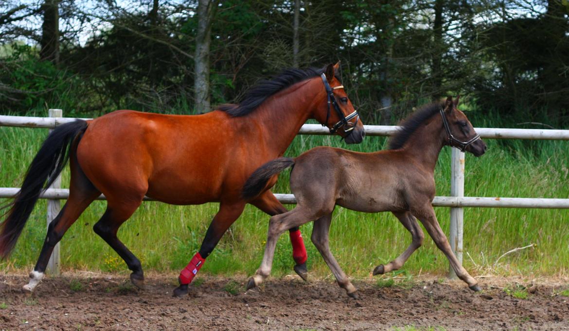 New Forest Calandias Blackjack billede 5