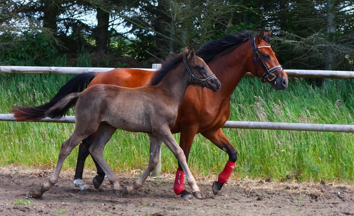 New Forest Calandias Blackjack billede 8