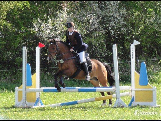 New Forest Marrondales Michelangelo billede 11