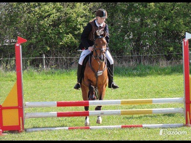 New Forest Marrondales Michelangelo billede 12