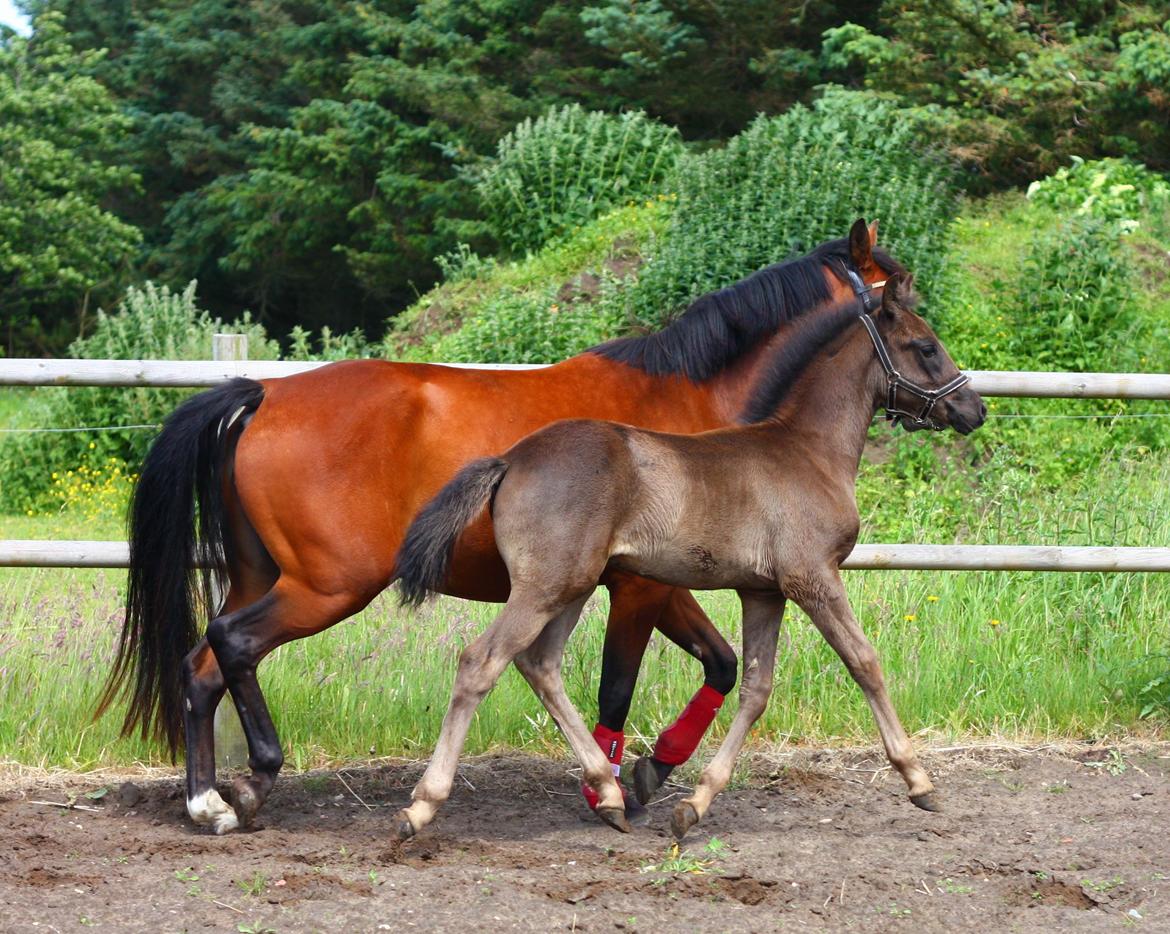 New Forest Calandias Blackjack billede 12