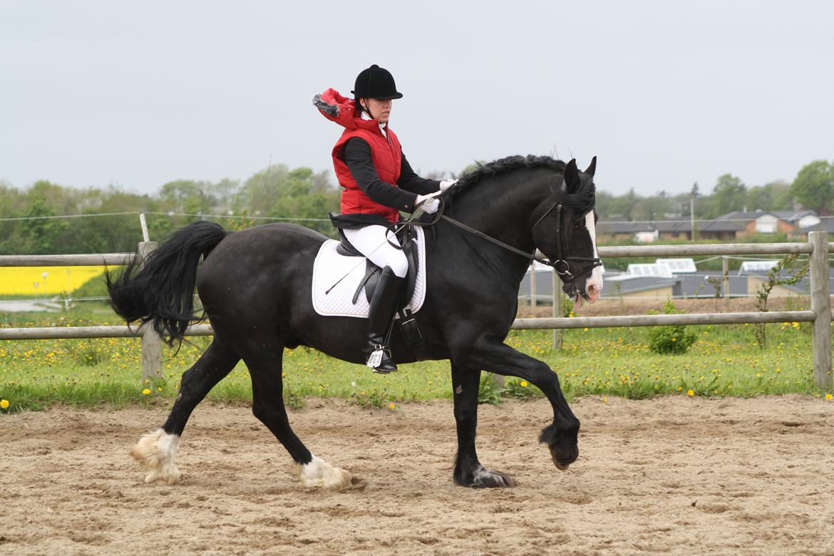 Welsh Cob (sec D) Derwen True To Form (R.I.P.) - Farmland Cup HDR maj 2012. billede 20