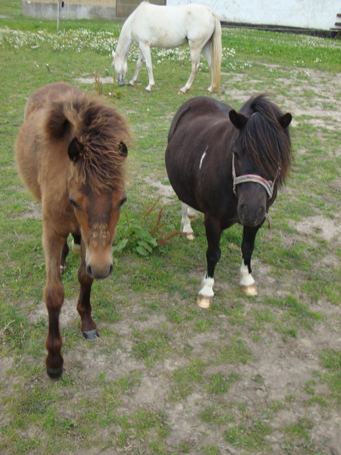 Anden særlig race Uniq Langesøe "Solgt" - Uniq og Thor.
18.07.2012 billede 2