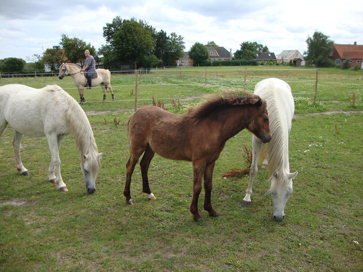 Anden særlig race Uniq Langesøe "Solgt" - Uniq, Lumina og Uriella.
18.07.2012 billede 3