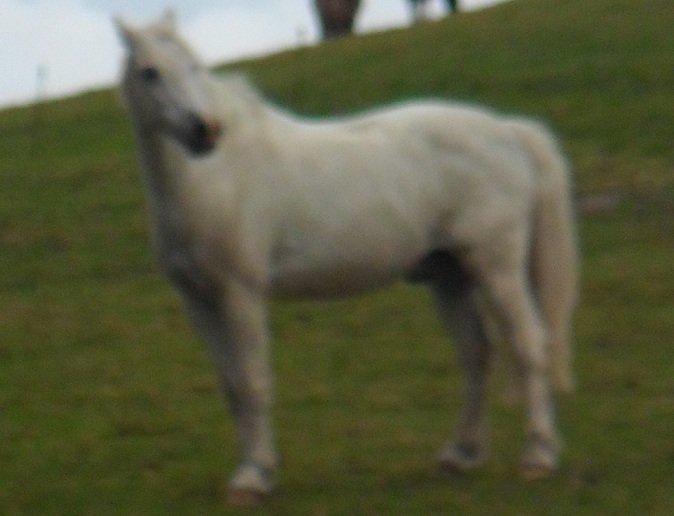 Welsh Pony (sec B) Apollon - polle <3 *SAVNES* - baby <3 billede 14
