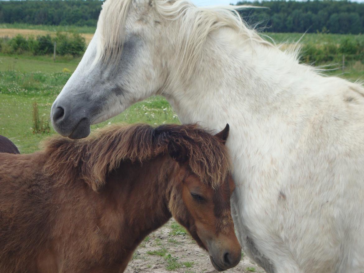 Anden særlig race Uniq Langesøe "Solgt" - Uniq hygger med mor.
18.07.2012 billede 4