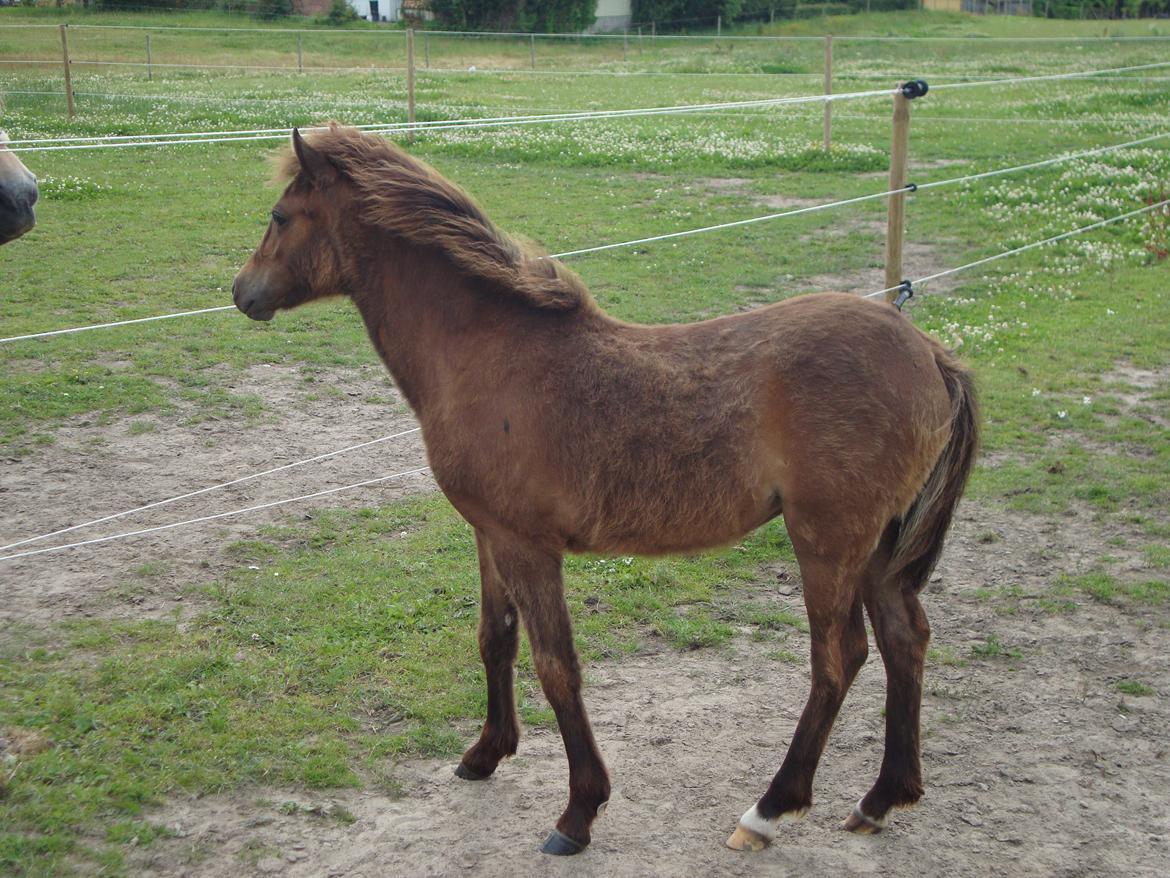 Anden særlig race Uniq Langesøe "Solgt" - Uniq undre sig over hvad de laver (Ridder)
18.07.2012 billede 5
