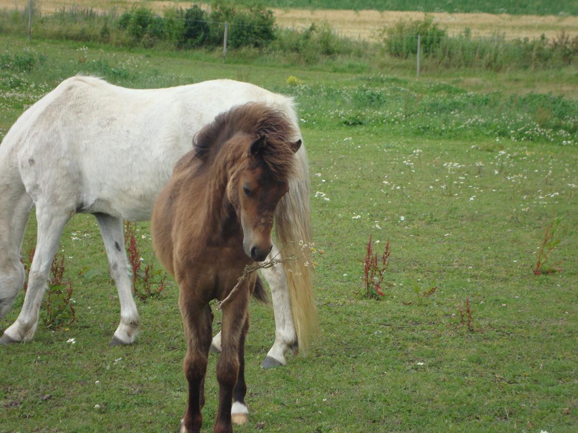 Anden særlig race Uniq Langesøe "Solgt" - Yes. jeg fik den :)
18.07.2012 billede 6