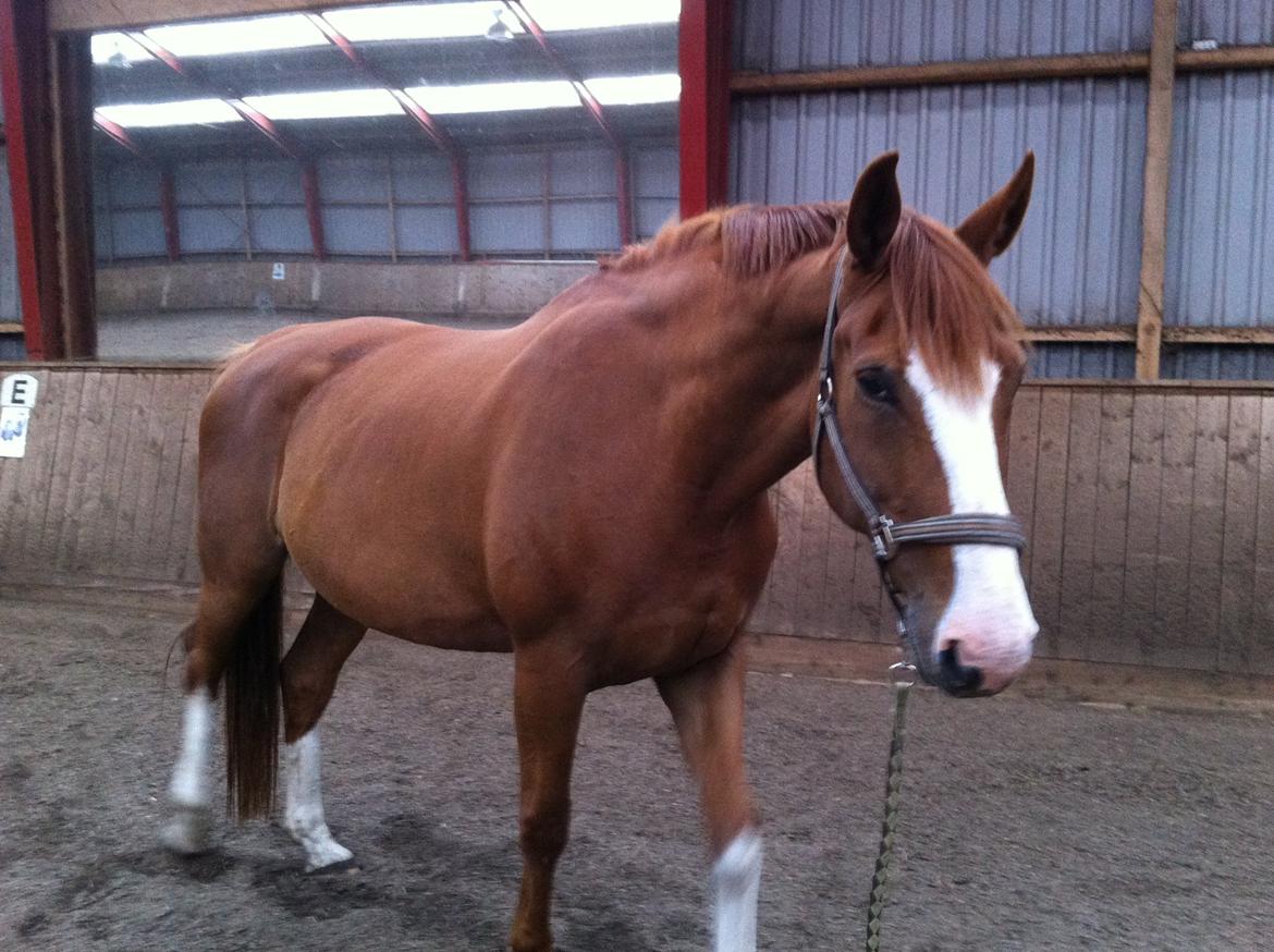 Dansk Varmblod Heartbreaker's Finally billede 6