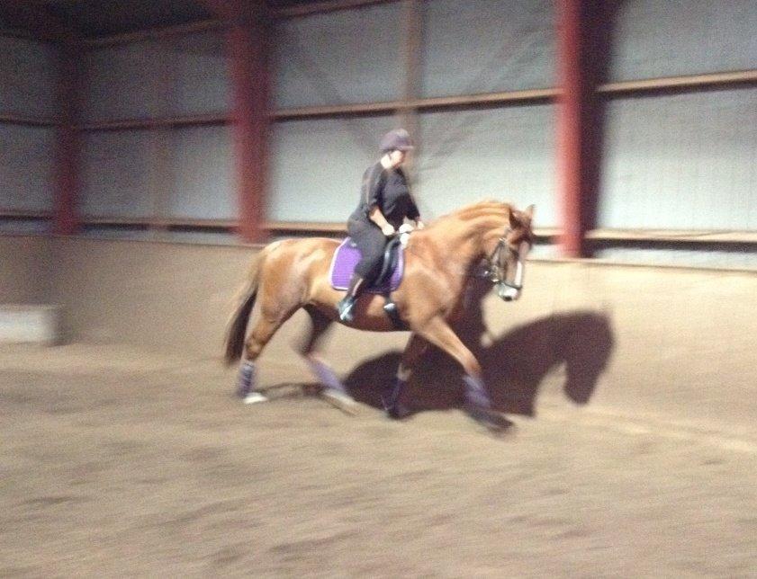 Dansk Varmblod Heartbreaker's Finally billede 7