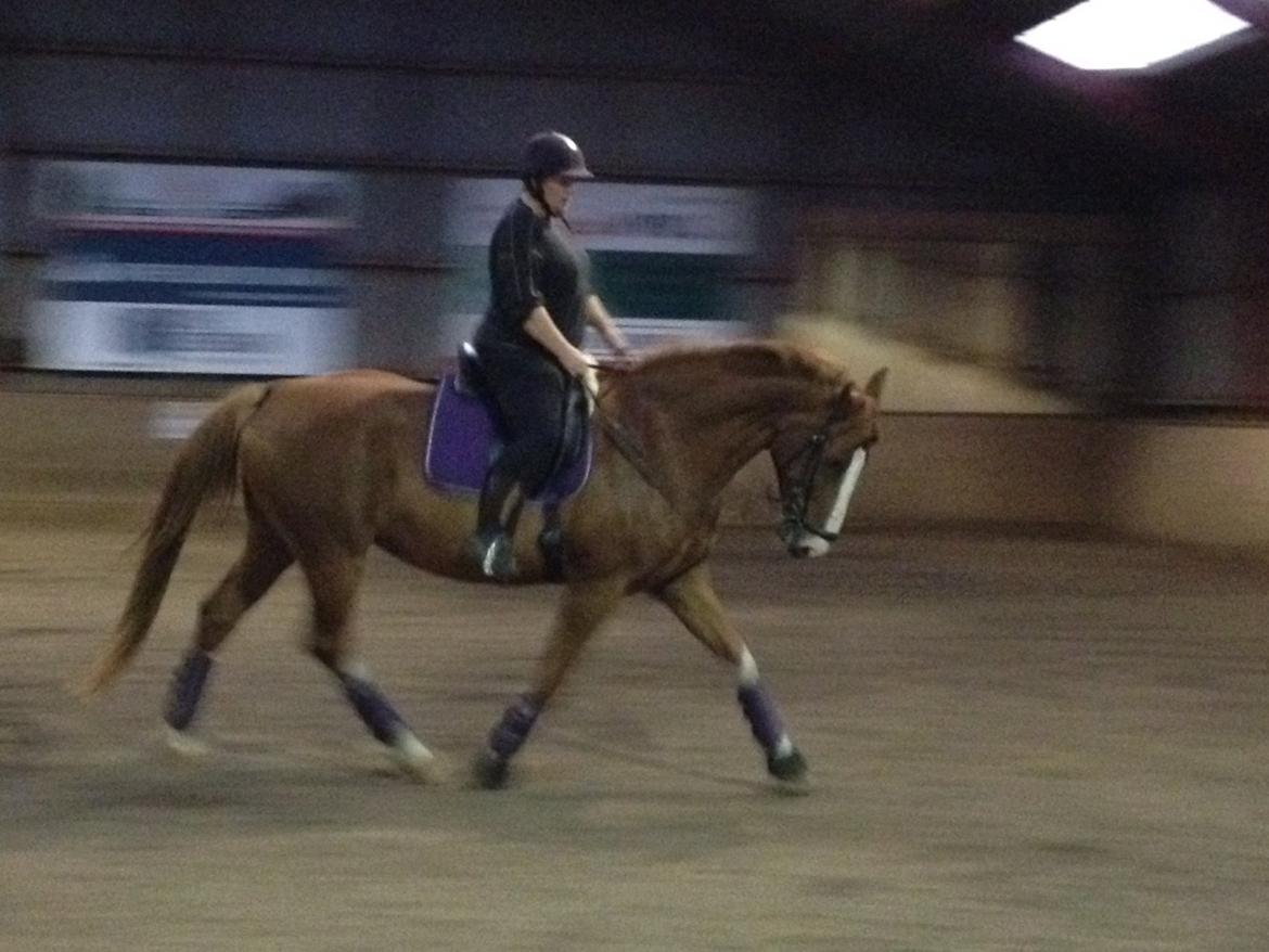 Dansk Varmblod Heartbreaker's Finally billede 4